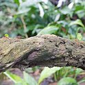120625 Bladskærer myrerne er fasinerende - og de bliver bare ved og ved